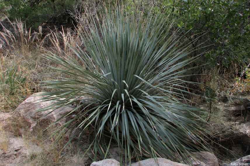 plante exotique rustique