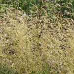 Deschampsia, Canche cespiteuse : plantation, entretien et association