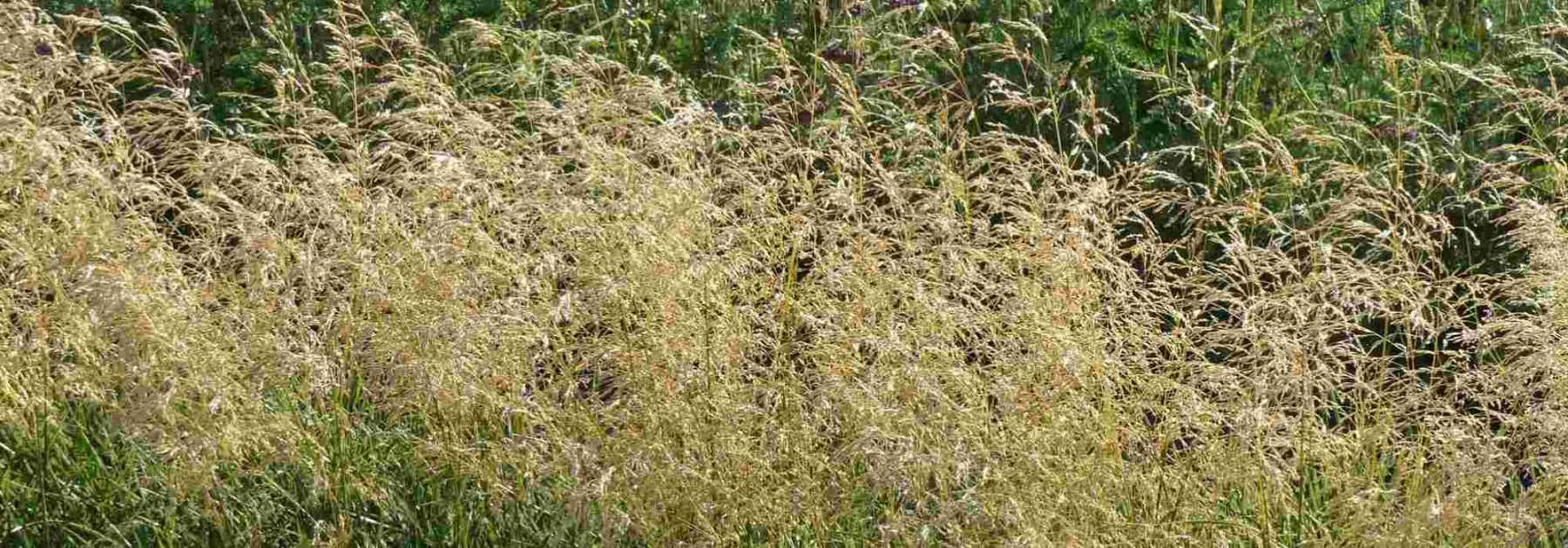 Deschampsia, Canche cespiteuse : plantation, entretien et association