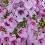 Diascia : semer, planter, cultiver