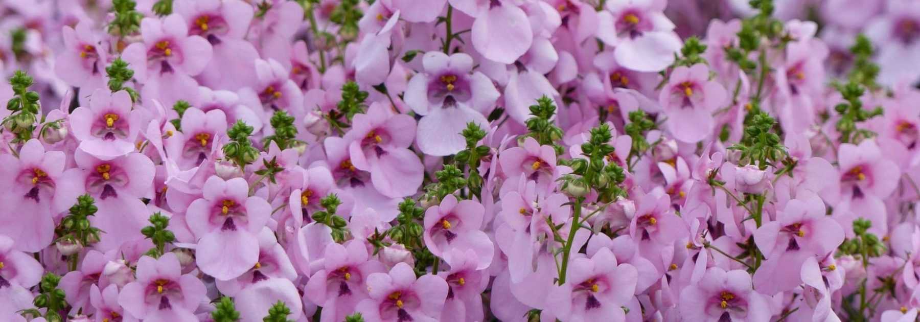 Diascia : semer, planter, cultiver