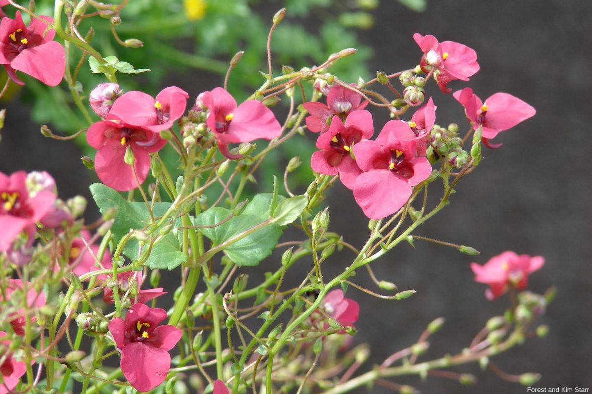 diascia