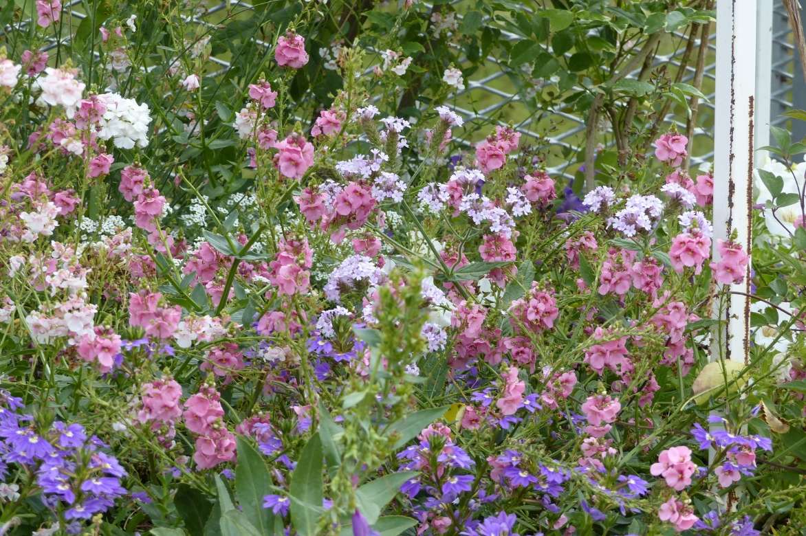 diascia