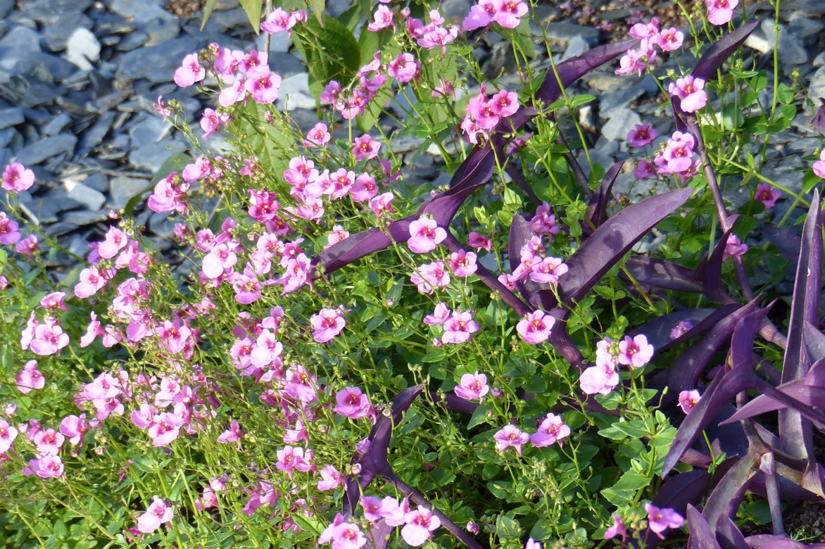 diascia