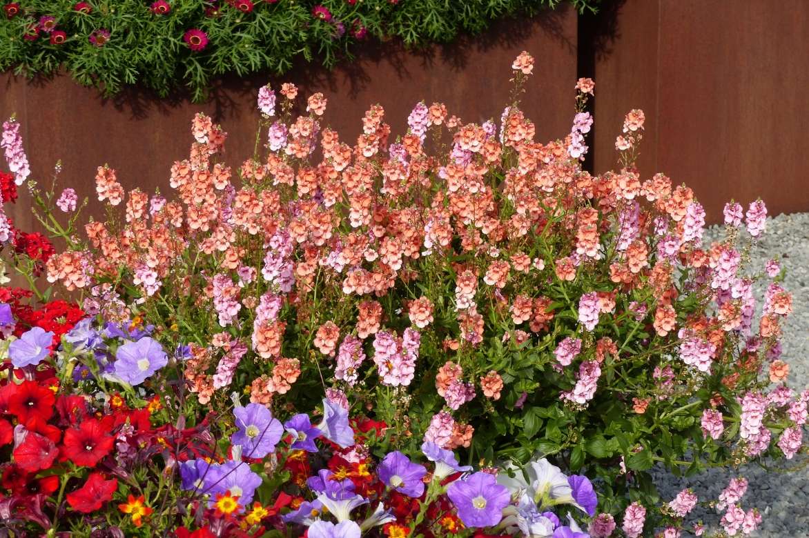 diascia