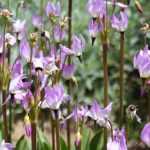 Dodecatheon, Gyroselle de Virginie : planter, cultiver