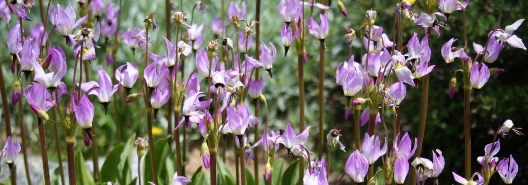 Dodecatheon, Gyroselle de Virginie : planter, cultiver