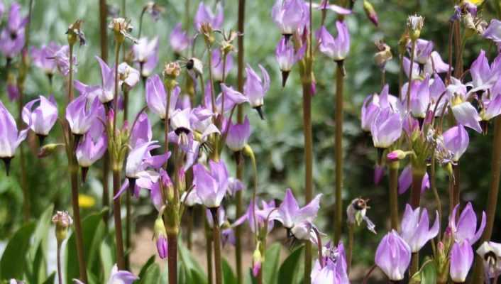 Dodecatheon, Gyroselle de Virginie : planter, cultiver