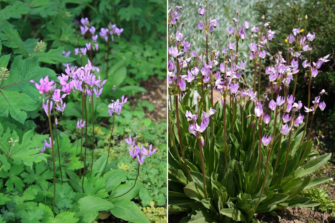 giroselle de virginie