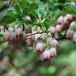 Enkianthus, andromède campanulée : planter, cultiver, entretenir