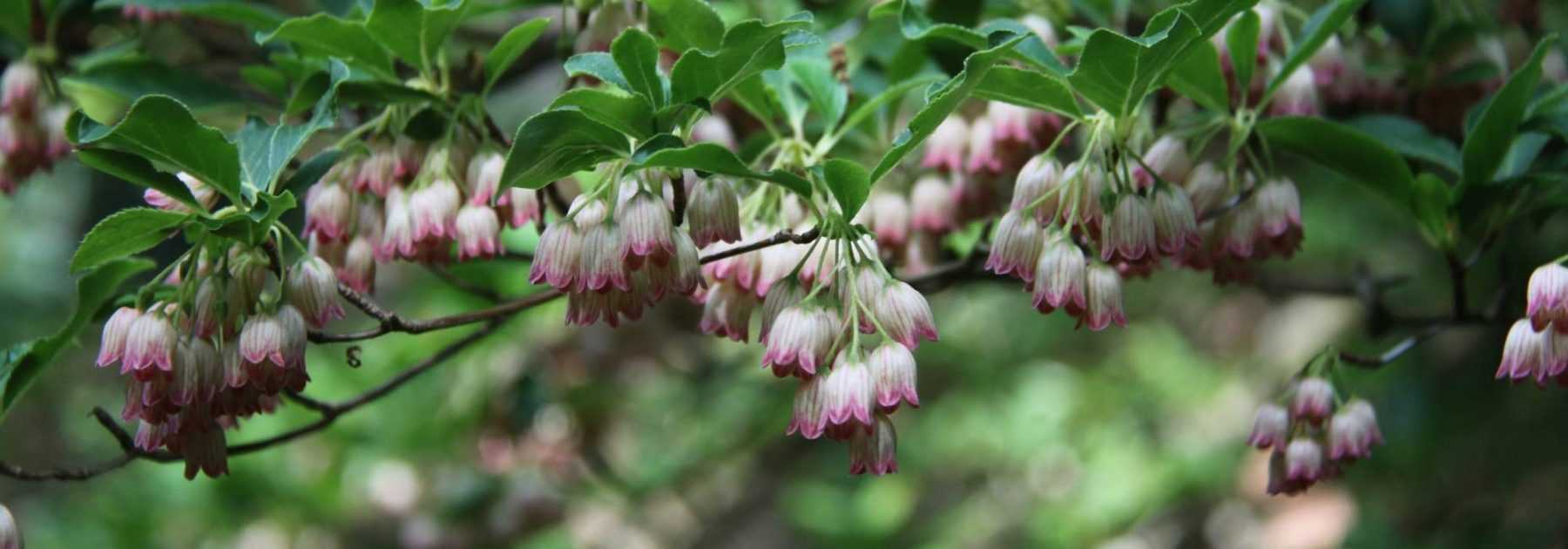 Enkianthus, andromède campanulée : planter, cultiver, entretenir