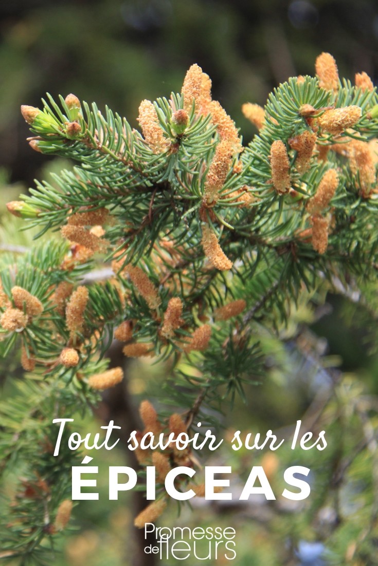 picea tout savoir