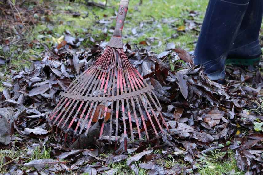 paillage feuilles mortes