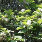 Fothergilla : planter, tailler, entretenir