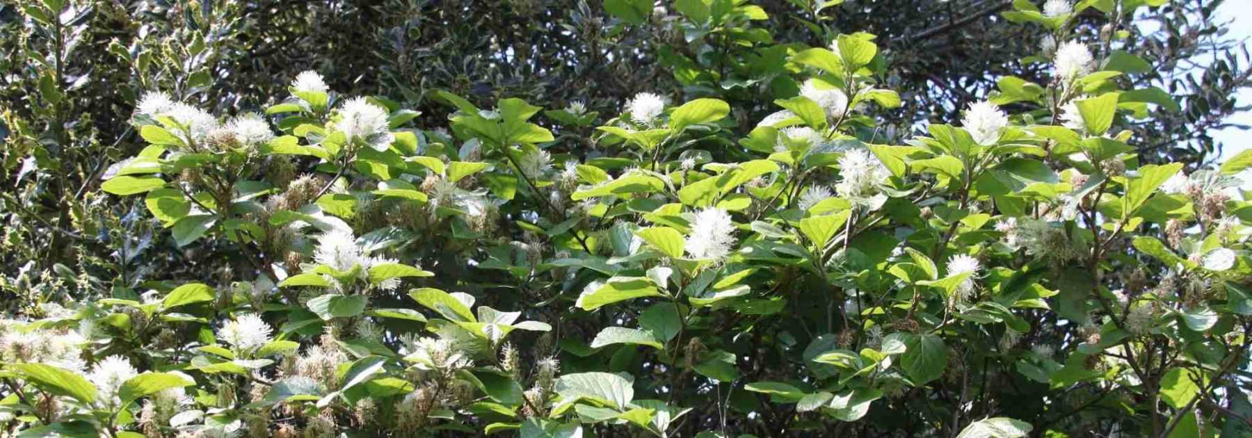 Fothergilla : planter, tailler, entretenir