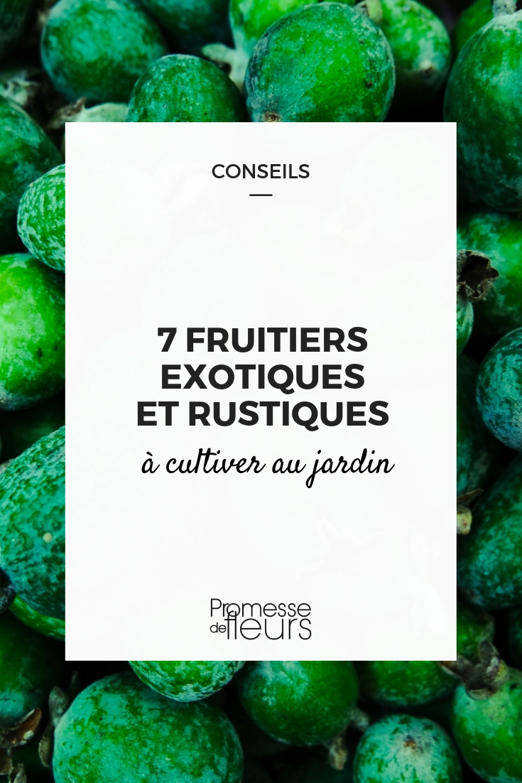 fruits exotiques à cultiver au jardin