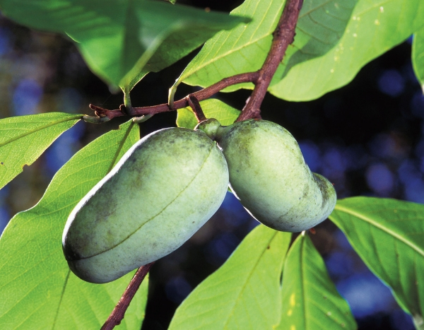 7 fruitiers exotiques et rustiques, à cultiver au jardin