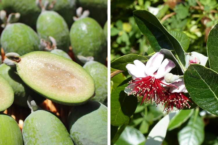 Arbres fruitiers exotiques : le top 7 à planter dans votre jardin