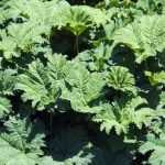 Gunnera, Rhubarbe géante du Brésil : planter et entretenir