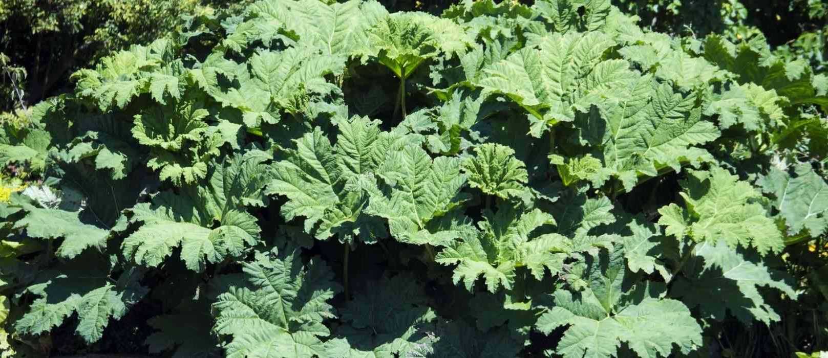 Gunnera, Rhubarbe géante du Brésil : planter et entretenir