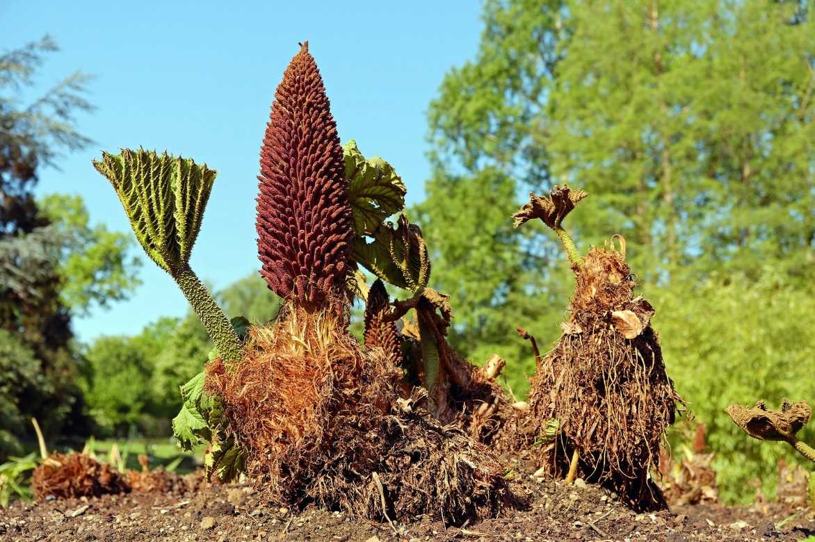 gunnera