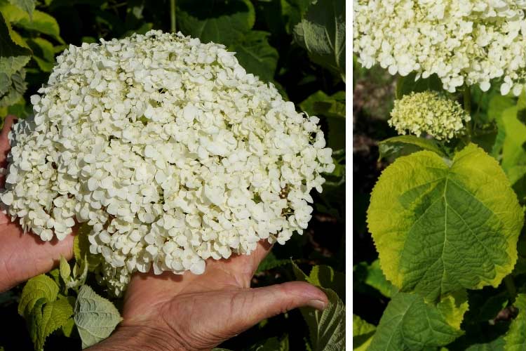 Hortensia Annabelle à feuillage panaché