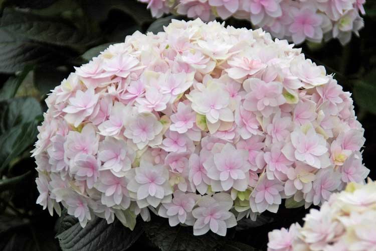 hortensia macrophylla kazan