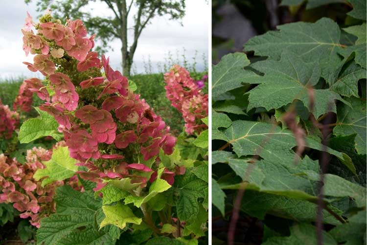 Hortensia à feuilles de Chêne Ruby Slippers