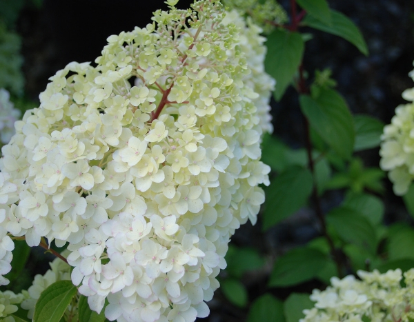 Hortensias : 7 nouveautés remarquables en 2019