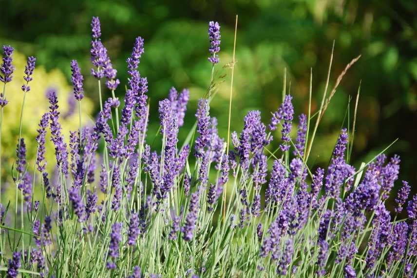 lavandula