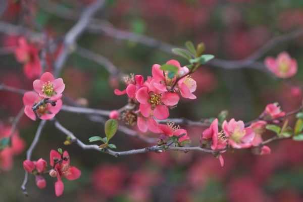 Mars 2019 au jardin