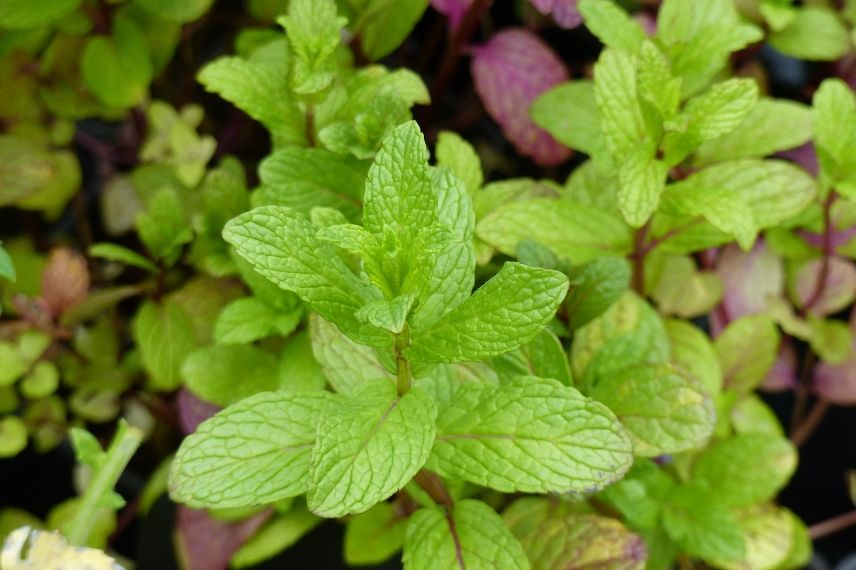 mentha