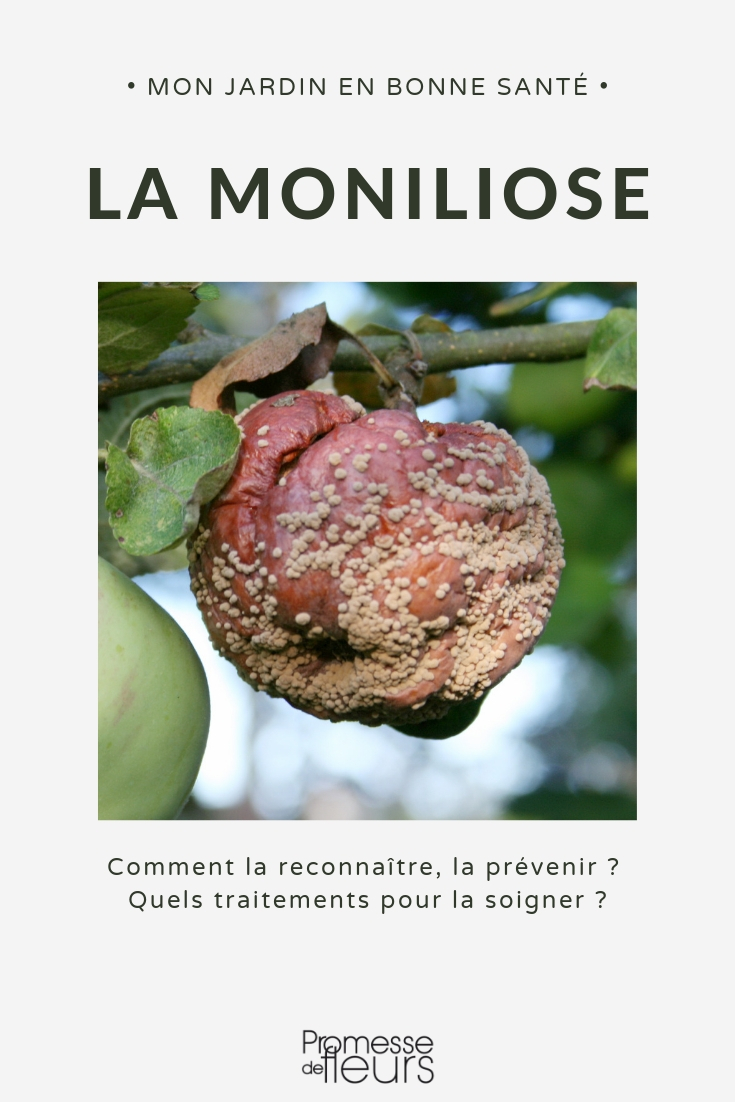 Chaux sur les arbres fruitiers : explication et utilisation