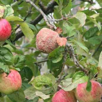 La moniliose des fruitiers