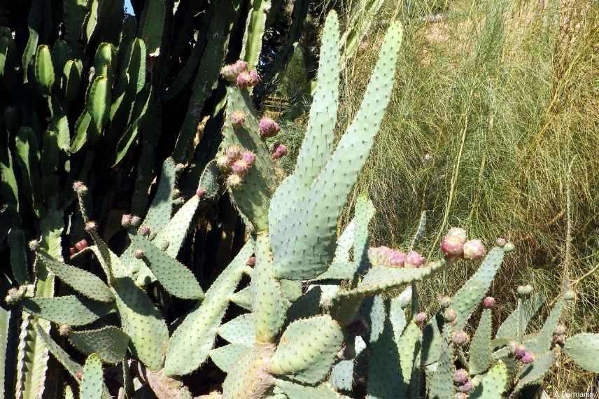 plante exotique rustique