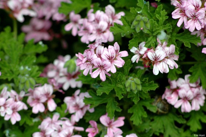 geranium odorant, geranium des balcons