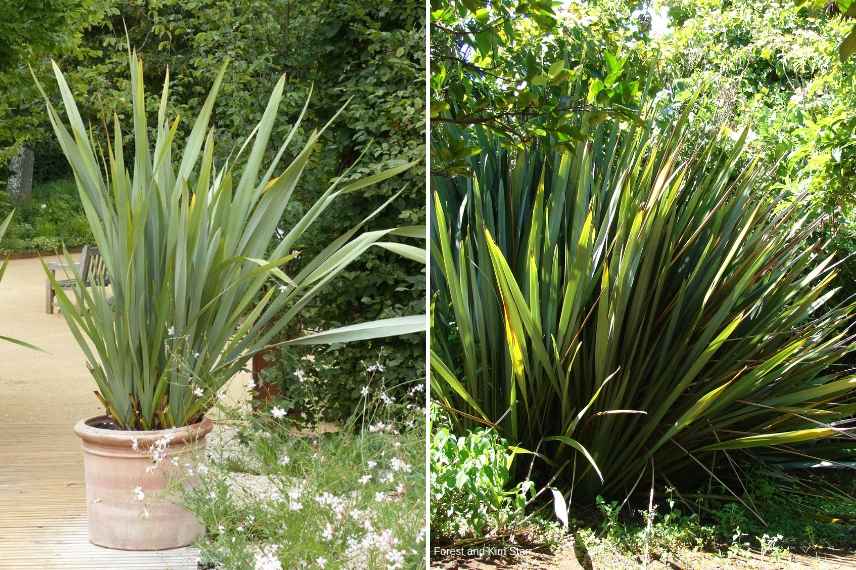 plante exotique rustique