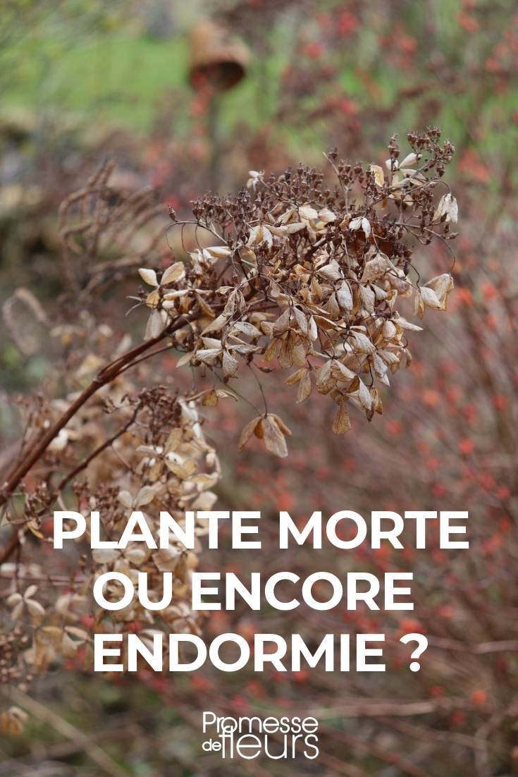 dormance des plantes