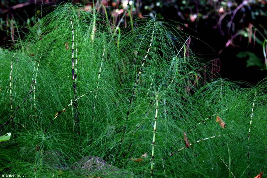 equisetum arvense