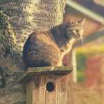 Chats et les oiseaux, incompatibles au jardin ? Mes conseils pour les protéger