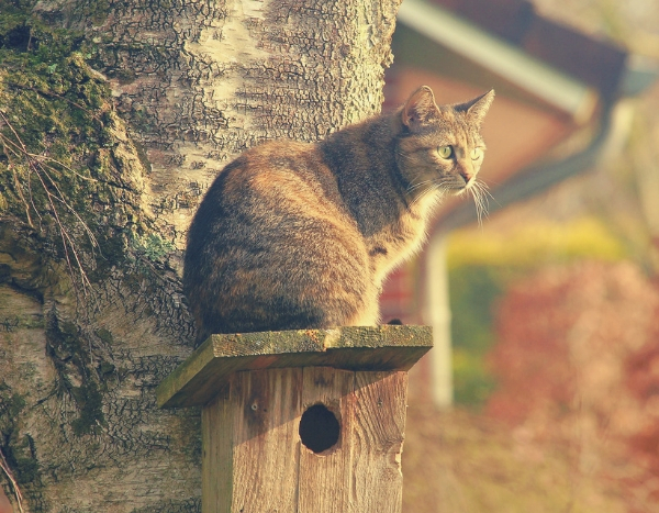 Chats et les oiseaux, incompatibles au jardin ? Mes conseils pour les protéger