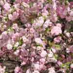 Amandier à fleurs, Amandier de Chine : plantation, taille, entretien