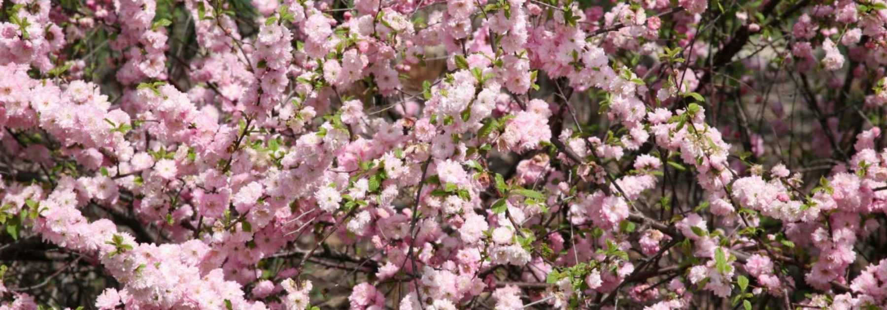 Amandier à fleurs, Amandier de Chine : plantation, taille, entretien