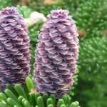 Sapin, Abies : planter, tailler et entretenir