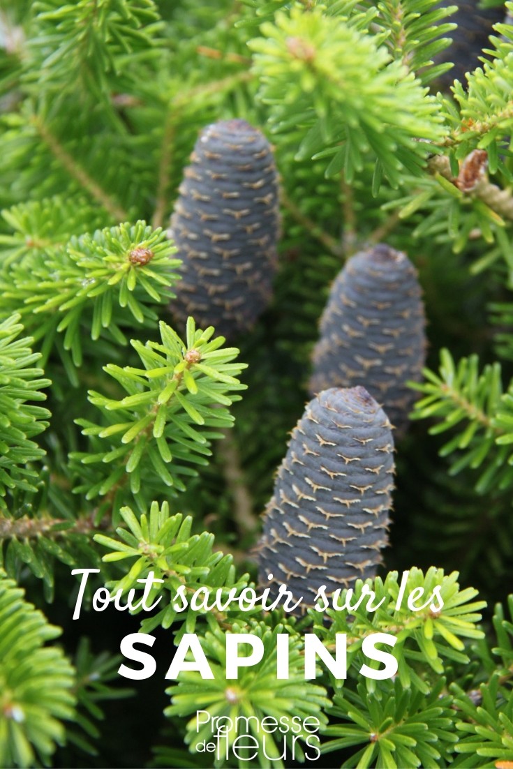 abies tout savoir