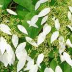 Schizophragma hydrangeoides : plantation, culture, entretien