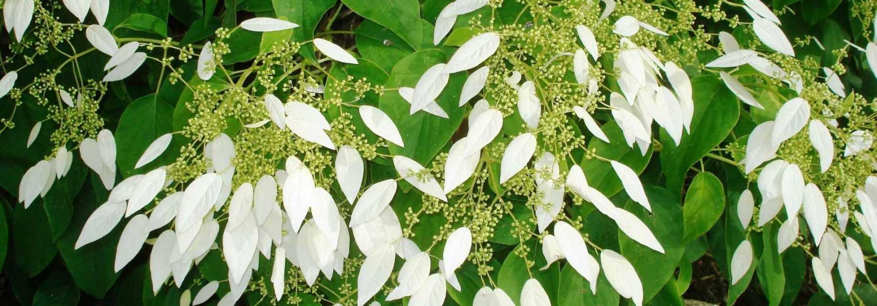 Schizophragma hydrangeoides : plantation, culture, entretien