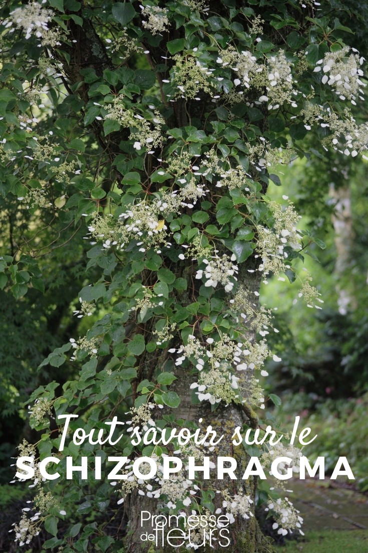 faux-hortensia grimpant tout savoir