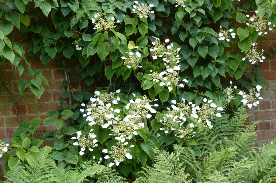 faux-hortensia grimpant