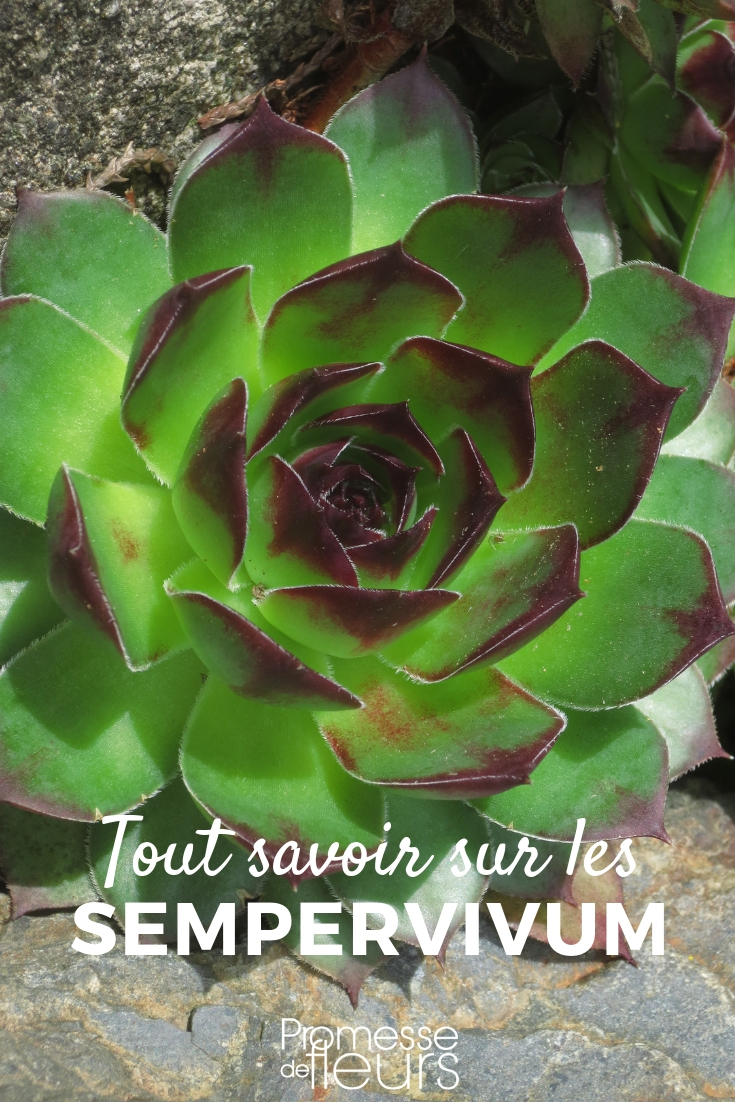 sempervivum, joubarbe - conseils culture